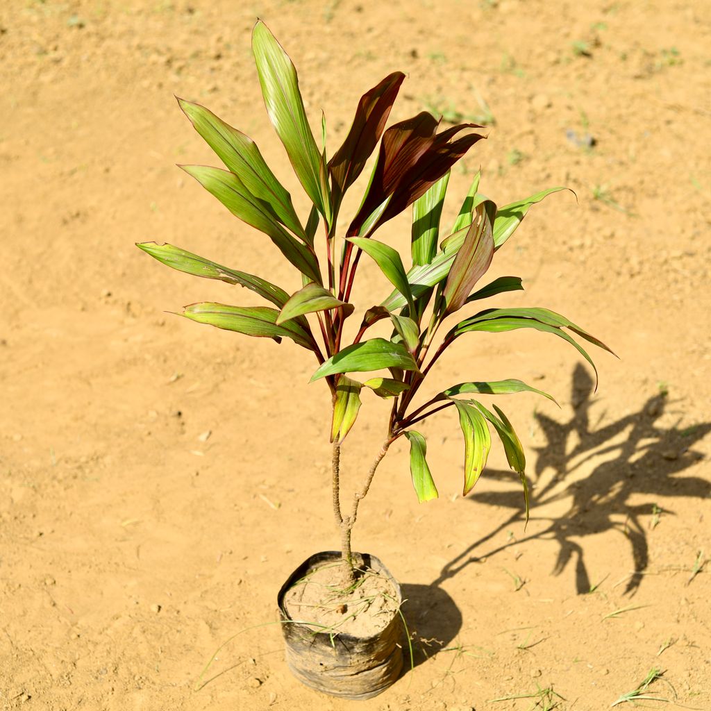 Dracaena Cordyline Red (~ 2 Ft) in 6 inch Inch Nursery Bag