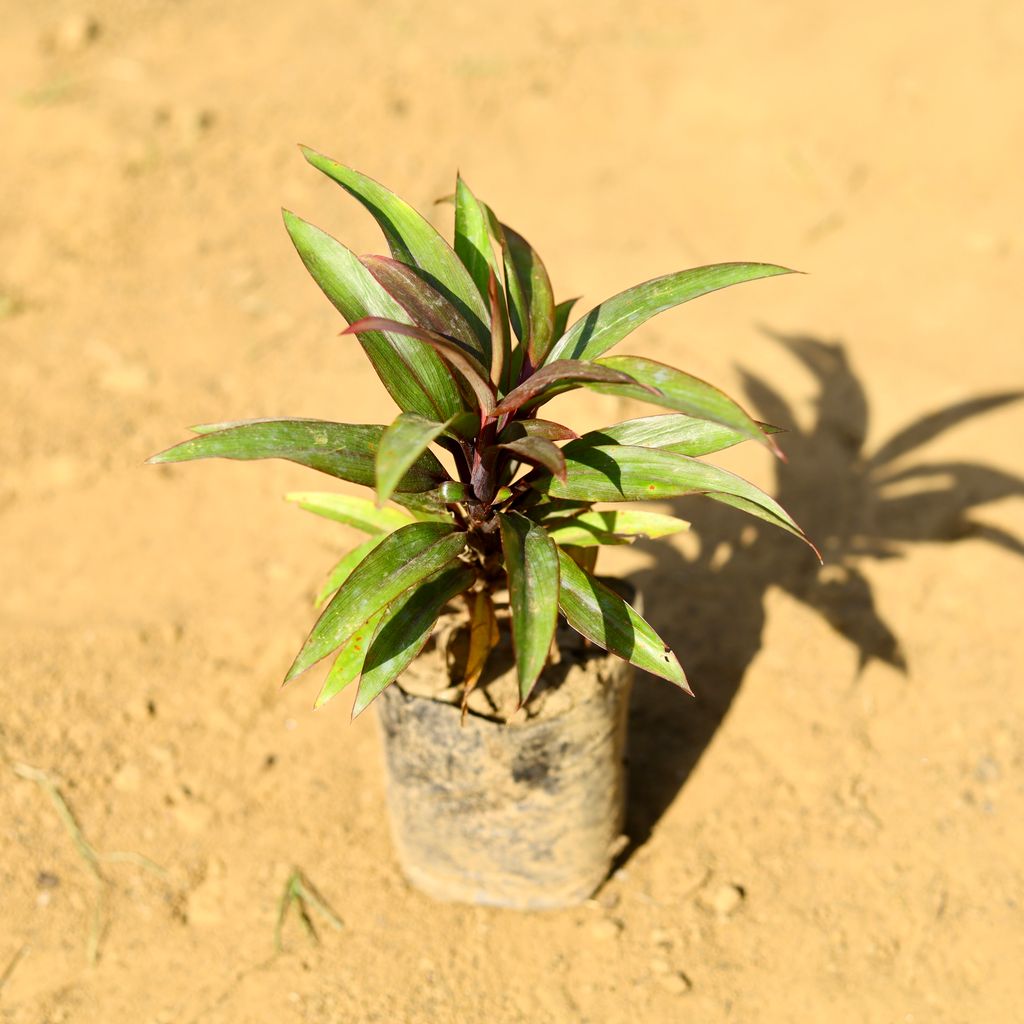 Dracaena Red Dwarf Ananas in 3 Inch Nursery Bag