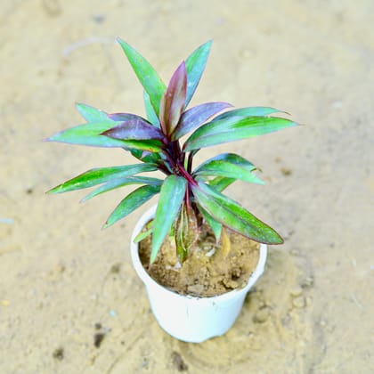 Buy Dracaena Mahatma in 4 Inch Nursery Pot Online | Urvann.com