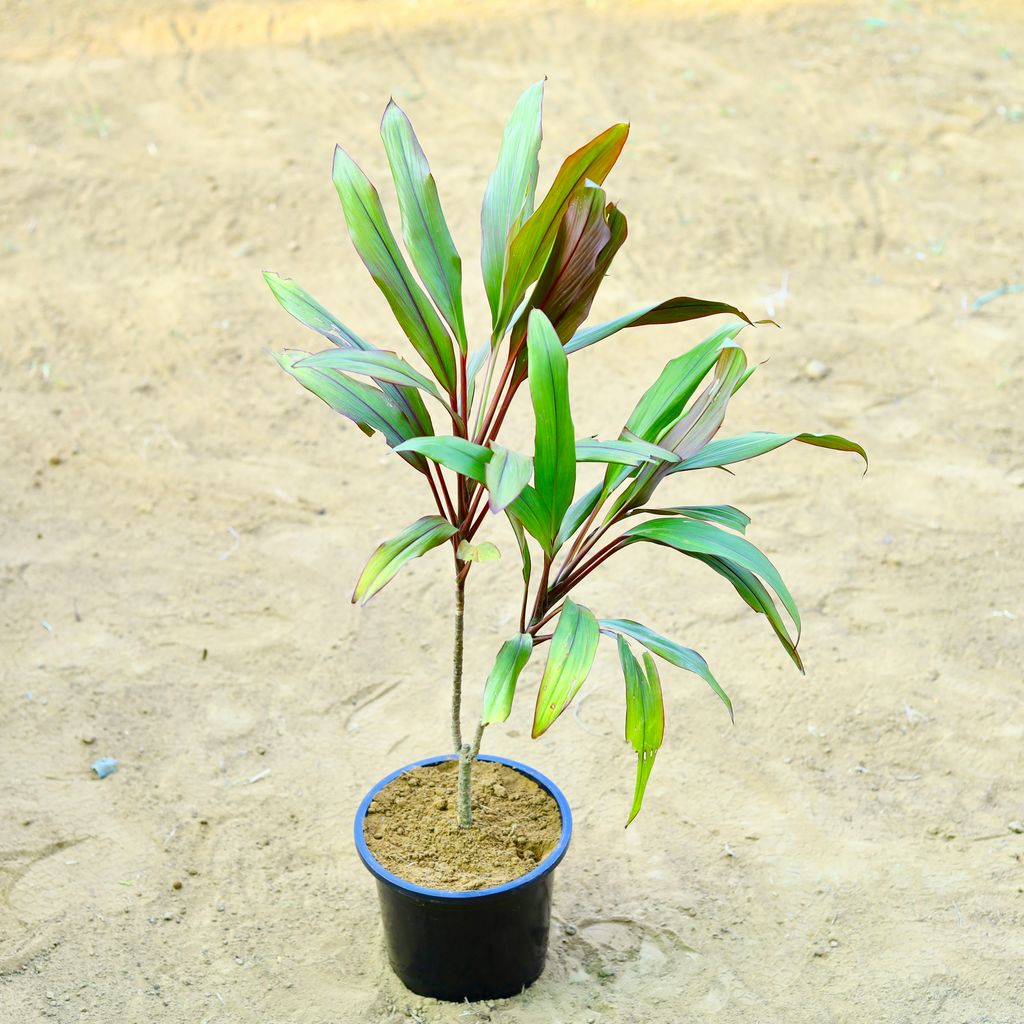 Dracaena Cordyline Red (~ 2 Ft) in 8 Inch Black Nursery Pot