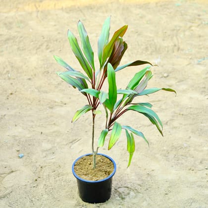 Buy Dracaena mahatma~ 2 ft in 8 Inch Nursery Pot Online | Urvann.com