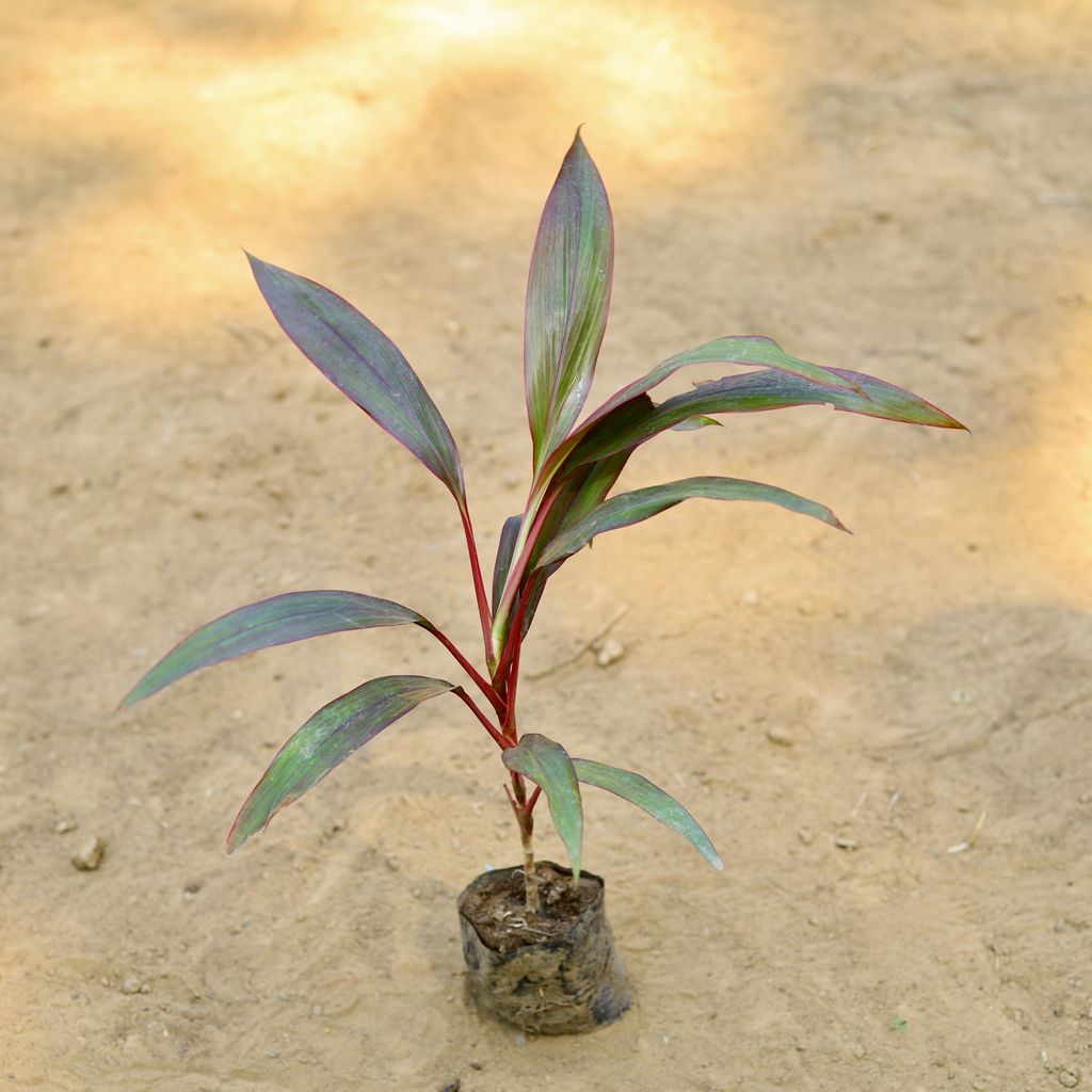 Dracaena Rosea Small (~ 1.5 Ft) in 3 Inch Nursery Bag