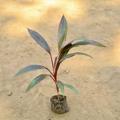 Buy Dracaena Rosea Small~ 1.5 ft in 3 Inch Nursery Bag Online | Urvann.com