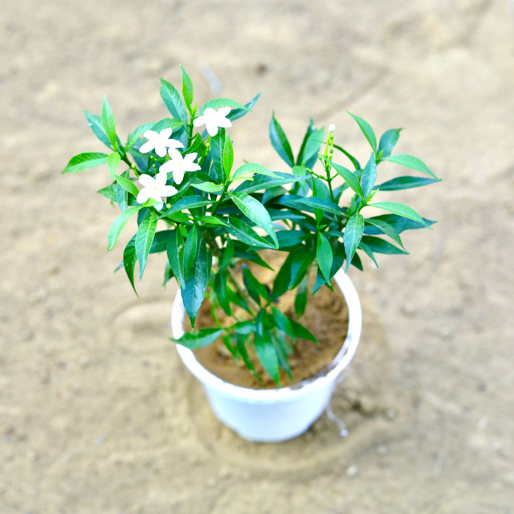 Chandni Dwarf (~ 1 Ft) in 4 Inch White Nursery Pot