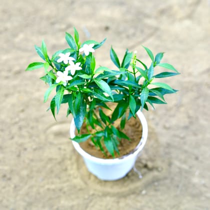 Buy Dwarf chandni~ 1 ft in 4 Inch Nursery Pot Online | Urvann.com