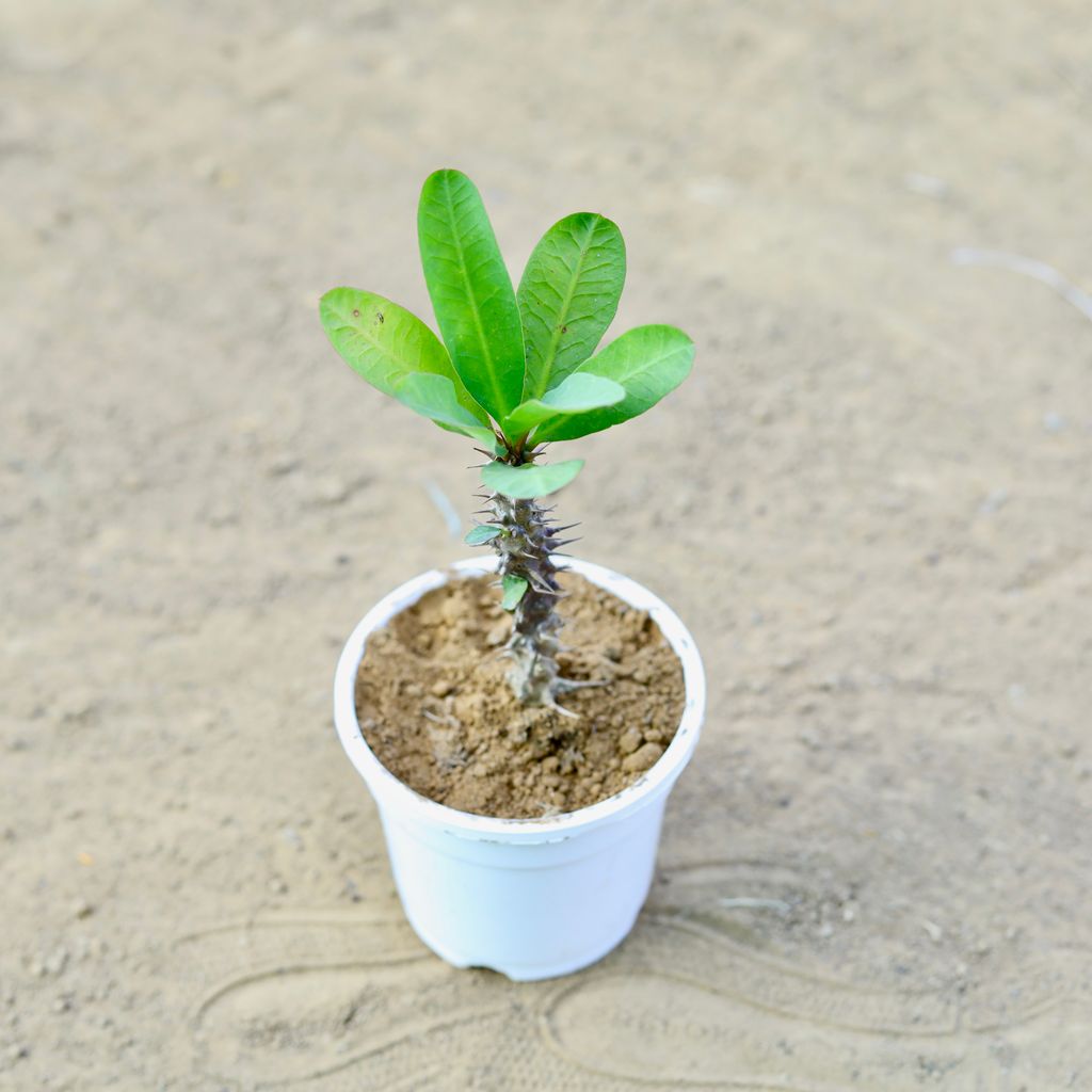 Euphorbia Mili in 4 Inch White Nursery Pot