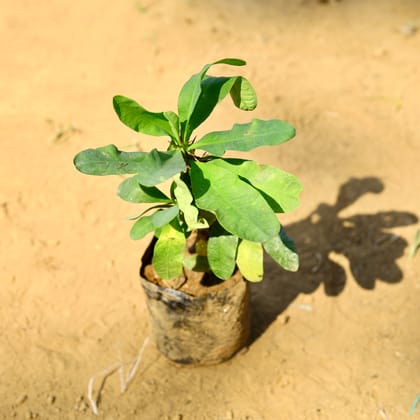 Buy Euphorbia Mili~ 1 ft in 5 Inch Nursery Bag Online | Urvann.com