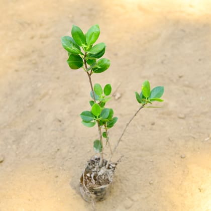 Buy Ficus Benjamina~ 1 Ft in 3 Inch Nursery Bag Online | Urvann.com