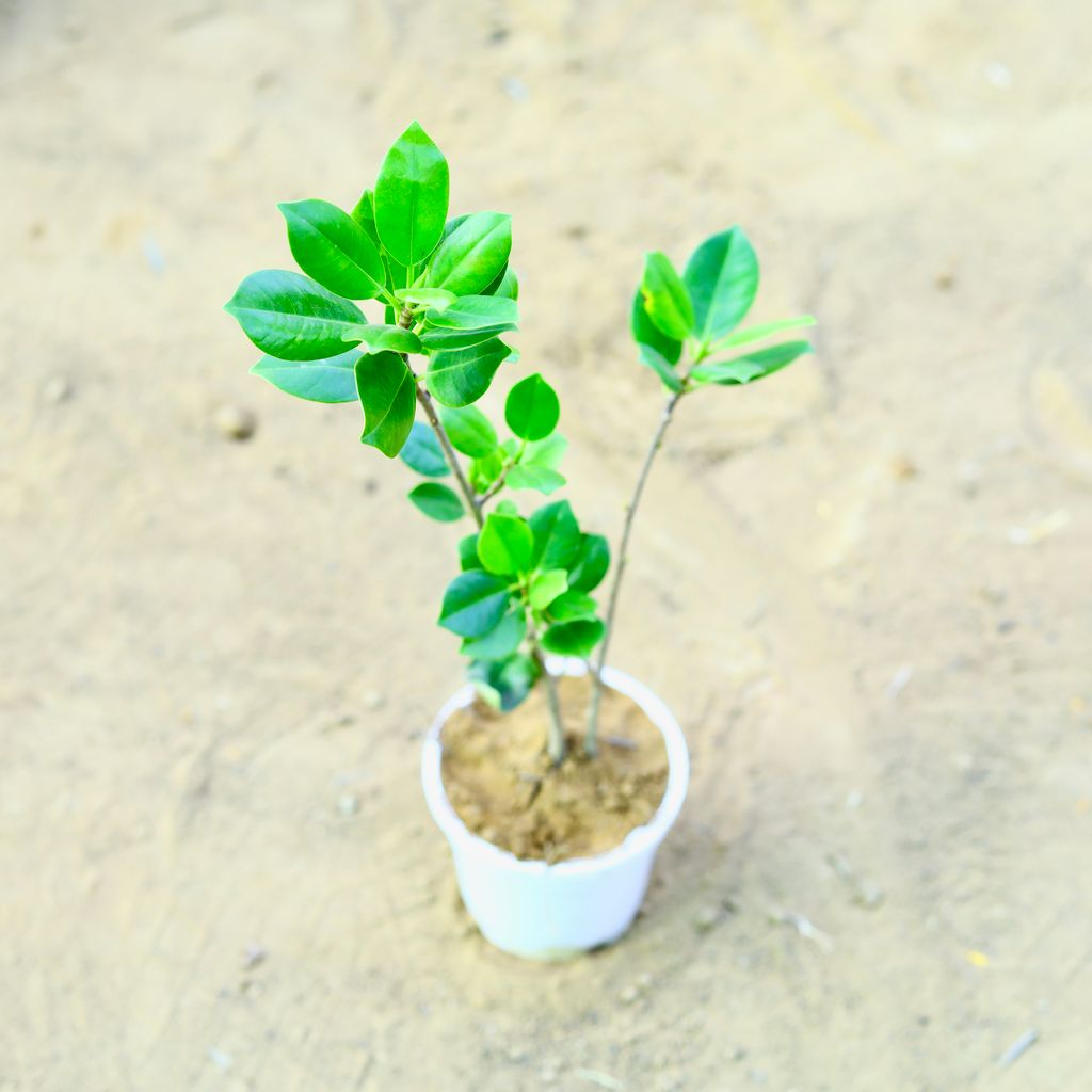 Ficus Benjamina (~ 1 Ft) in 4 Inch white Nursery Pot