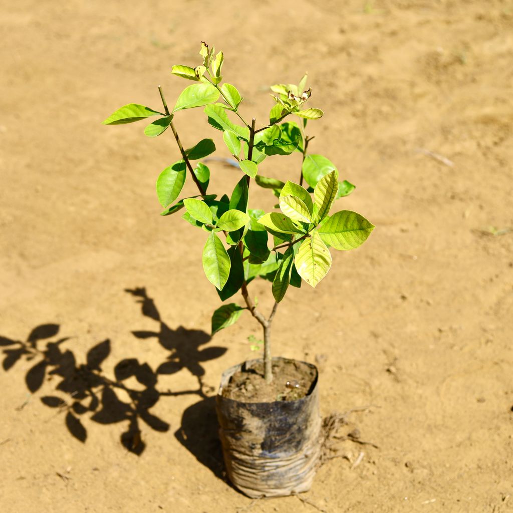 Gandhraaj / Gardenia (any colour) in 5 Inch Nursery Bag