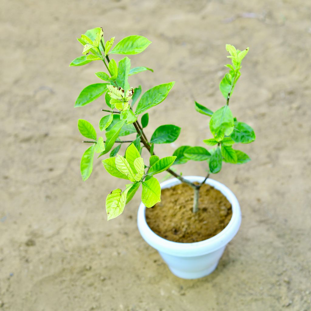 Gandhraaj / Gardenia (any colour) in 8 Inch White Classy Plastic Pot