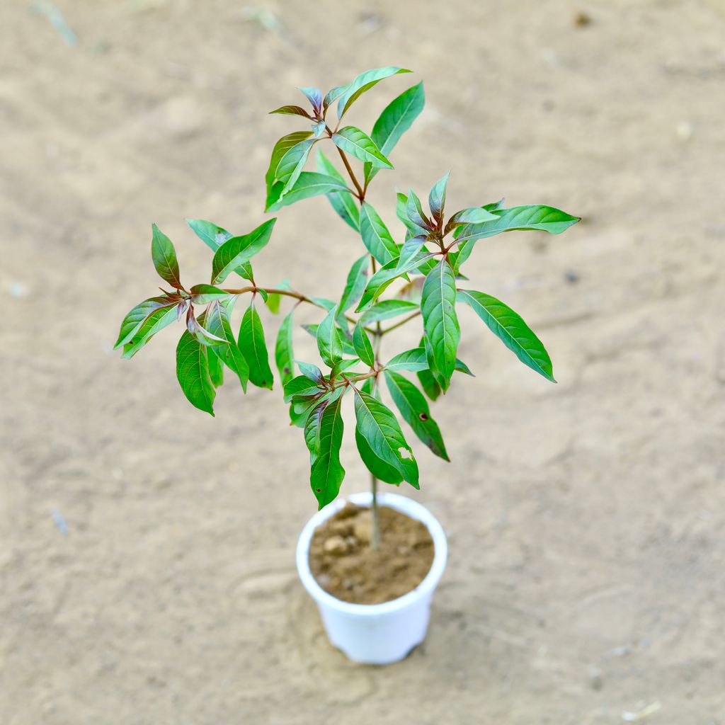 Hamelia / Firebush  in 4 Inch White Nursery Pot