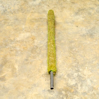 Buy Moss Stick (~ 3 Ft) Online | Urvann.com