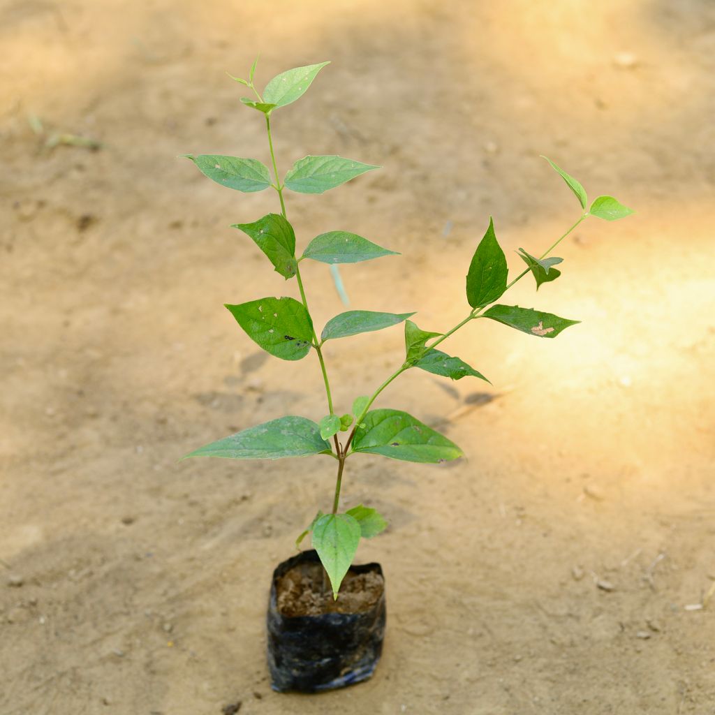 Harsingar / Parijaat (~ 1 Ft) in 3 Inch Nursery Bag