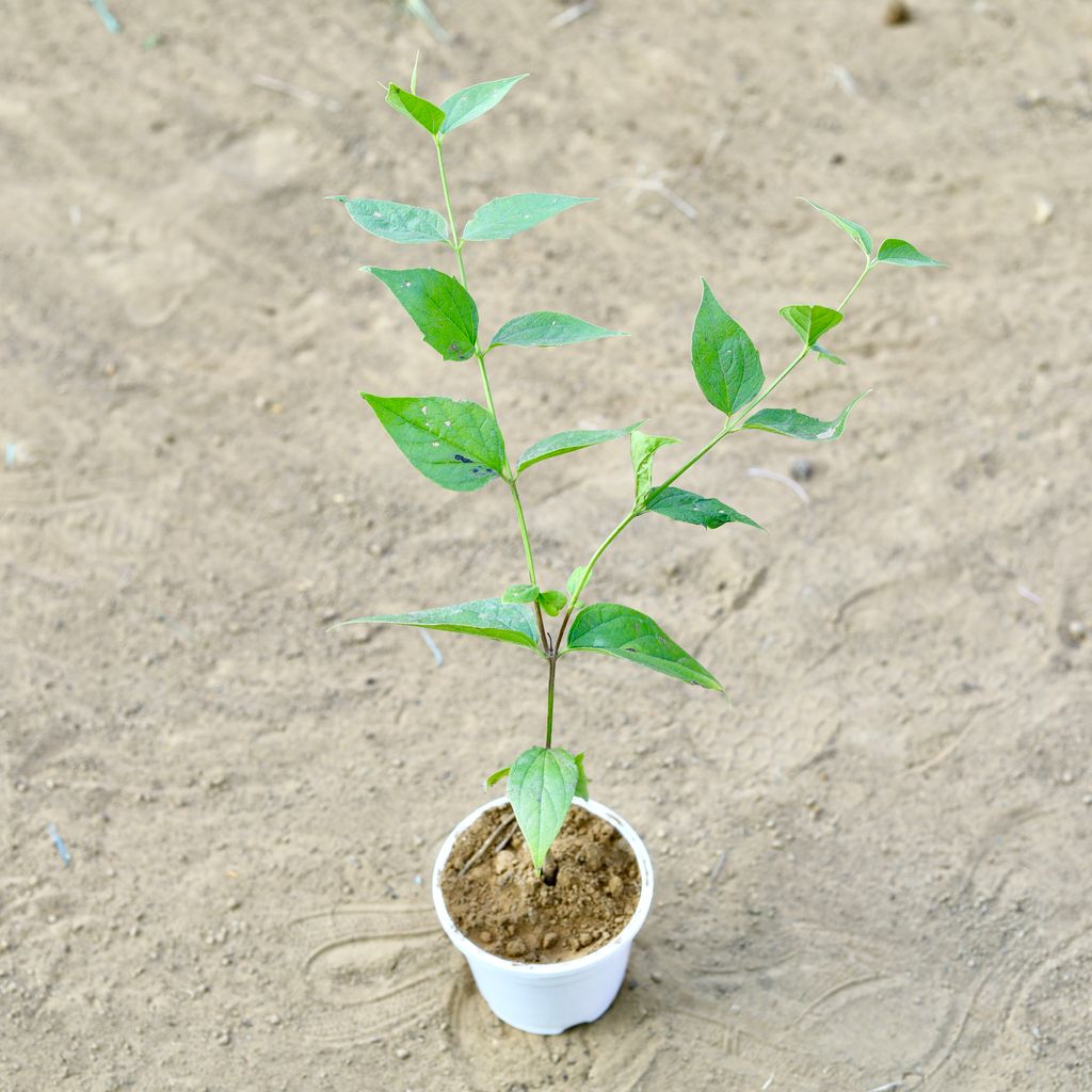 Harsingar / Parijaat (~ 1 Ft) in 4 Inch White Nursery Pot