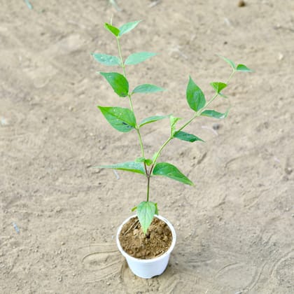 Buy Harsingar / Parijaat~ 1 ft in 4 Inch Nursery Pot Online | Urvann.com