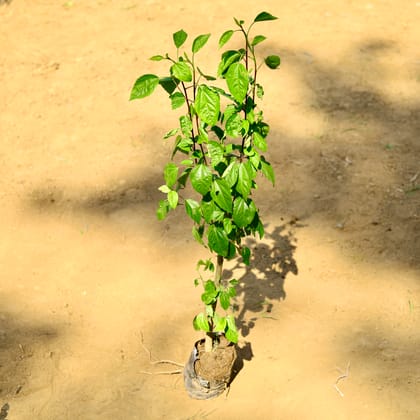 Buy Hibiscus / Gudhal White~ 3 ft in 5 Inch Nursery Bag Online | Urvann.com