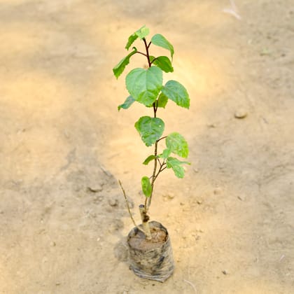 Buy Hibiscus Double (any colour)~ 1 ft in 3 Inch Nursery Bag Online | Urvann.com