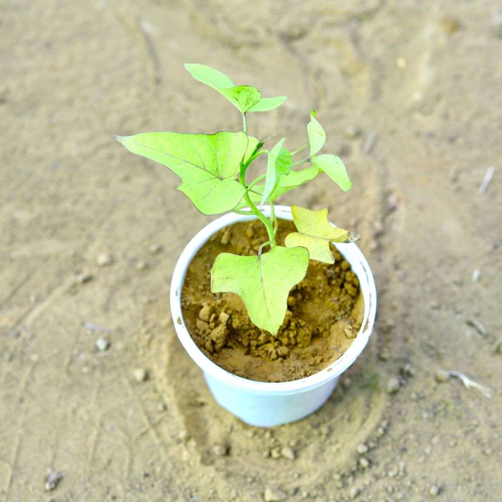 Ipomea / Sweet Potato Vine Golden in 4 Inch White Nursery Pot