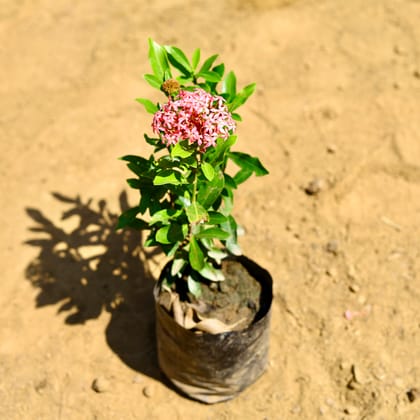 Buy Ixora Pink in 4 Inch Nursery Bag Online | Urvann.com