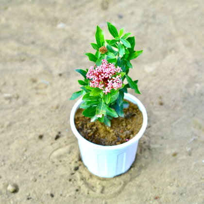 Buy Ixora Pink in 6 Inch Nursery Pot Online | Urvann.com