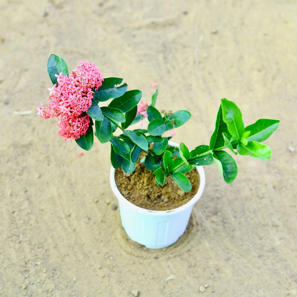 Ixora Pink in 6 Inch White Super Nursery Pot