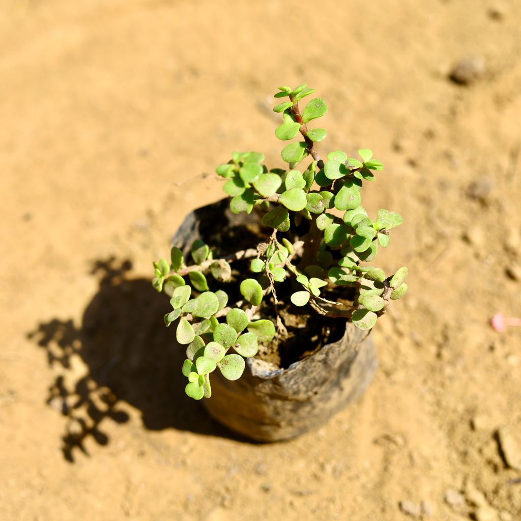 Jade in 3 Inch Nursery Bag