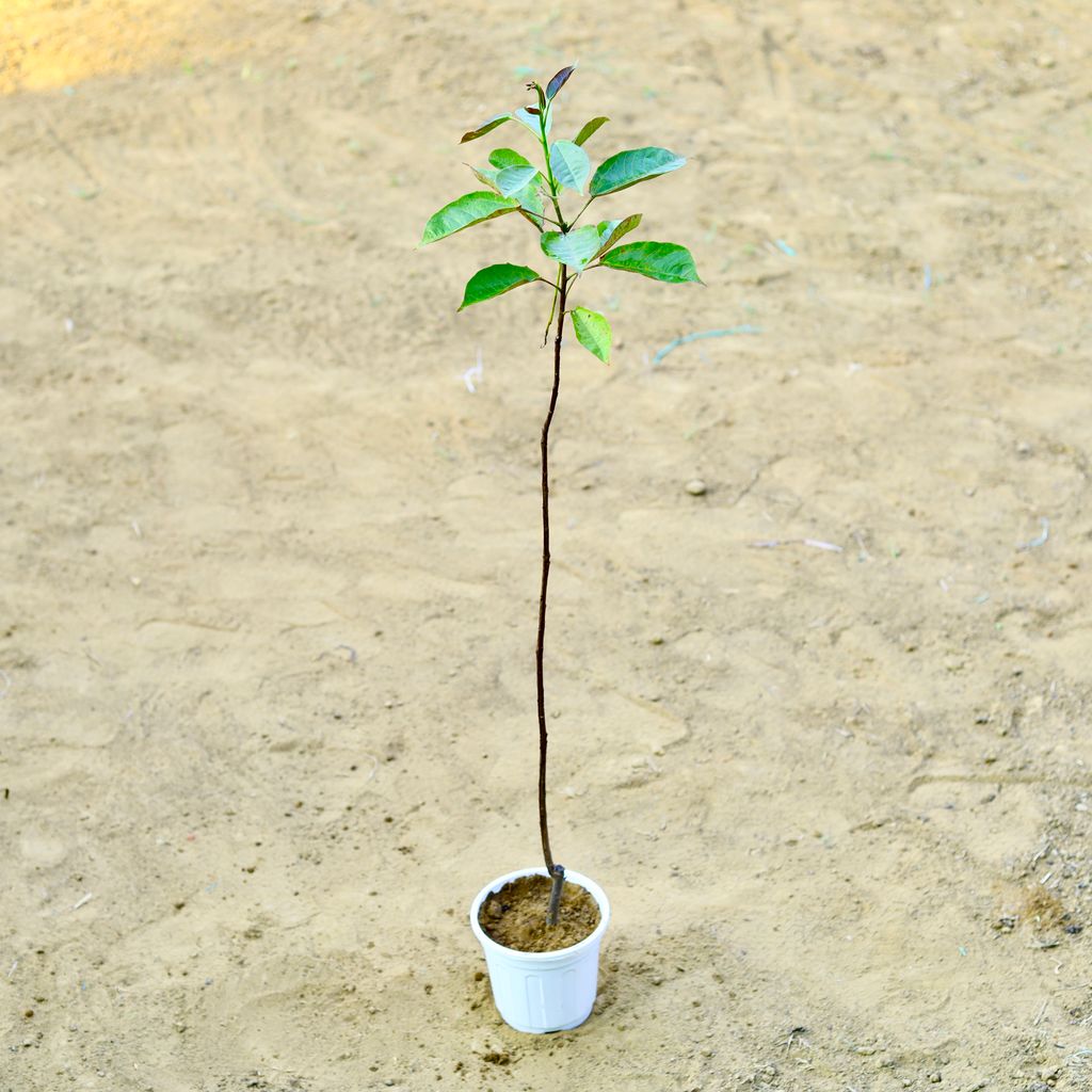 Jatropha / Sundar Rupa (~ 3 Ft) (any colour) in 6 Inch White Super Nursery Pot