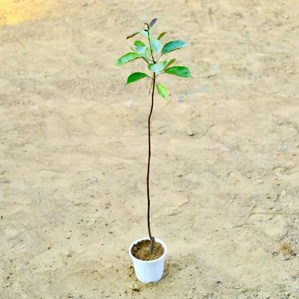 Buy Jatropha / Sundar Rupa (any colour) in 6 Inch Nursery Pot Online | Urvann.com