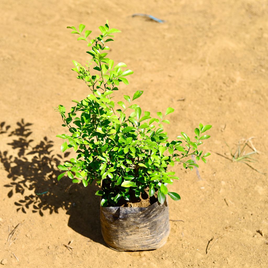 Kamini Dwarf Fragrant (~ 2 Ft) in 3 Inch Nursery Bag