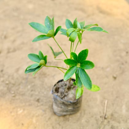 Schefflera Green in 3 Inch Nursery Bag