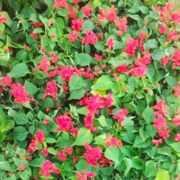 Salvia Red in 4 Inch Nursery Bag