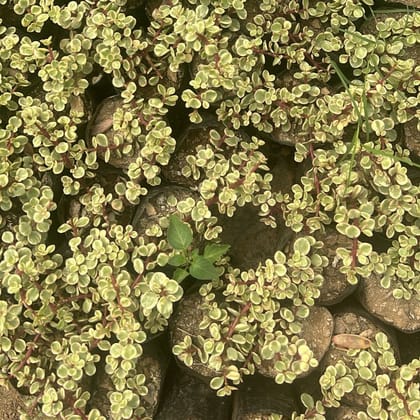 Jade Variegated in 4 Inch Nursery Bag