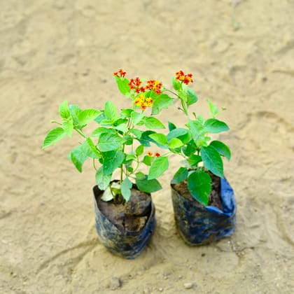 Buy Set of 2 - Lantana Red in 3 Inch Nursery Bag Online | Urvann.com