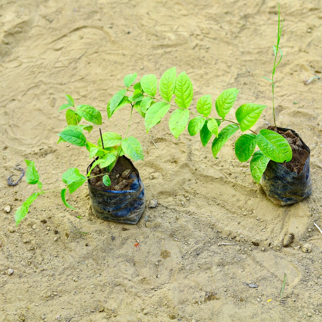 Set of 2 - Madhu Malti / Rangoon Creeper (any colour) in 3 Inch Nursery Bag