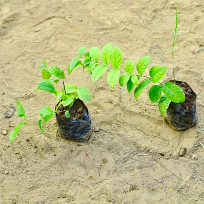 Buy Set of 2 - Madhu Malti / Rangoon Creeper (any colour) in 3 Inch Nursery Bag Online | Urvann.com