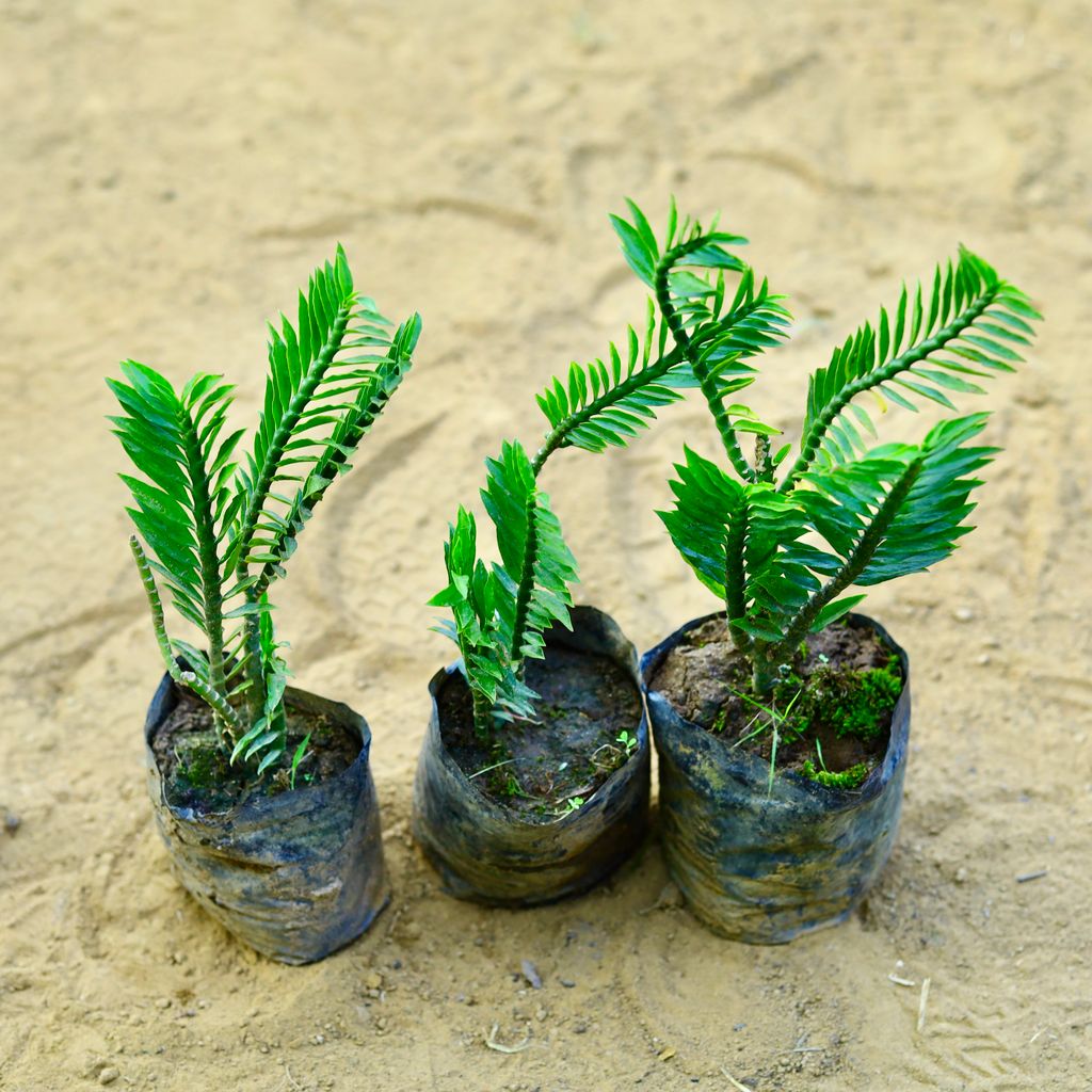 Set of 3 - Pedilianthus Tithymaloides in 3 Inch Nursery Bag