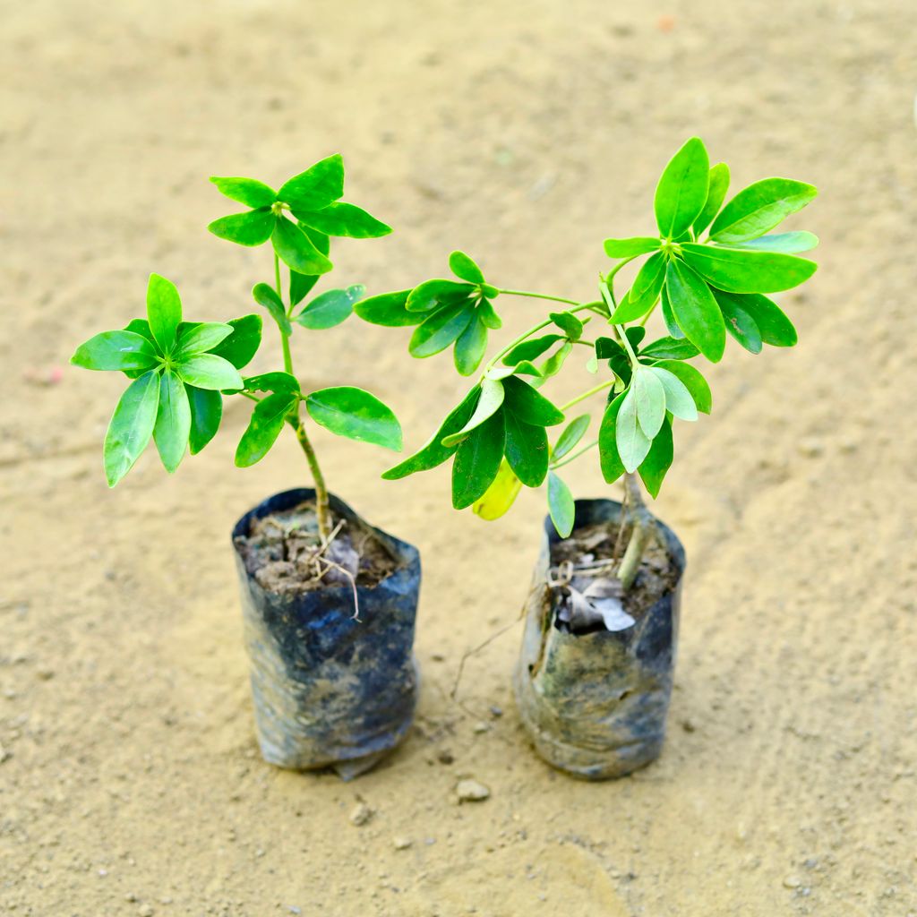 Set of 2 - Schefflera Green in 3 Inch Nursery Bag