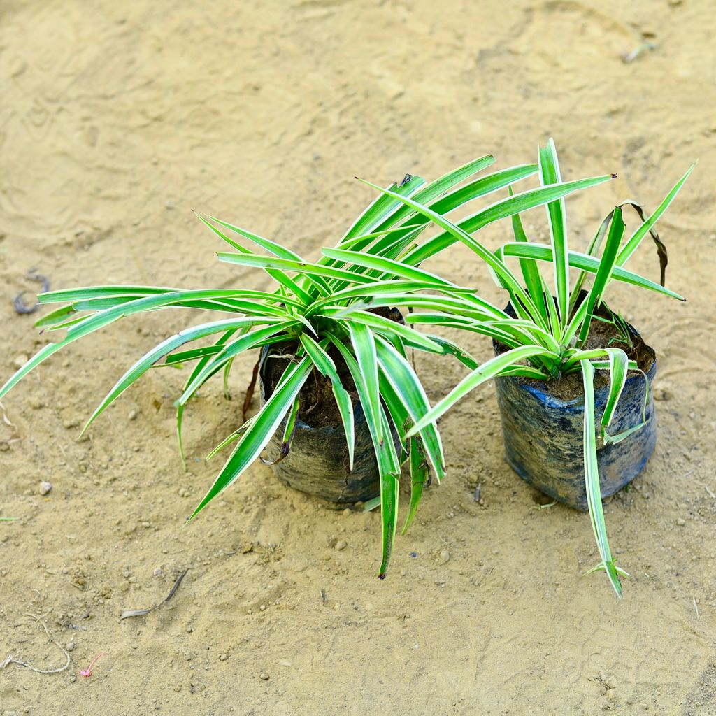 Set of 2 - Spider in 3 Inch Nursery Bag