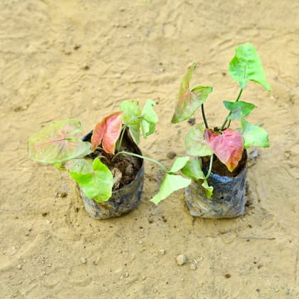 Buy Set of 2 - Syngonium Pink in 3 Inch Nursery Bag Online | Urvann.com