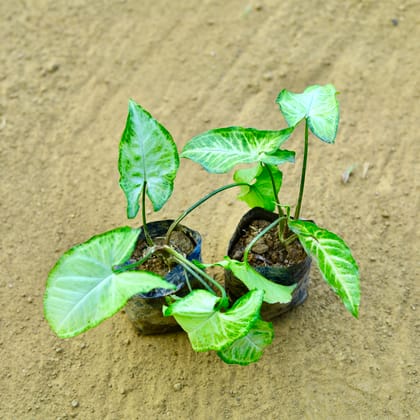 Buy Set of 2 - Syngonium White in 3 Inch Nursery Bag Online | Urvann.com