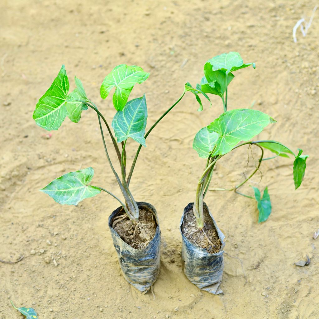 Set of 2 - Syngonium Green in 3 Inch Nursery Bag