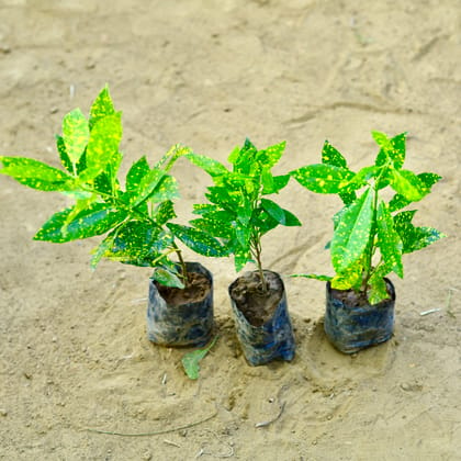 Buy Set of 3 - Baby Croton~ 1 Ft in 3 Inch Nursery Bag Online | Urvann.com