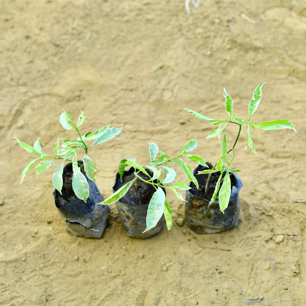 Set of 3 - Chandni Variegated in 3 Inch Nursery Bag