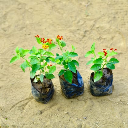 Buy Set of 3 - Lantana Red in 3 Inch Nursery Bag Online | Urvann.com