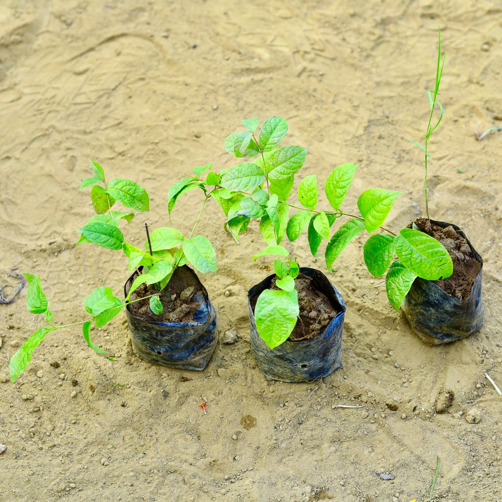 Set of 3 - Madhu Malti / Rangoon Creeper (any colour) in 3 Inch Nursery Bag