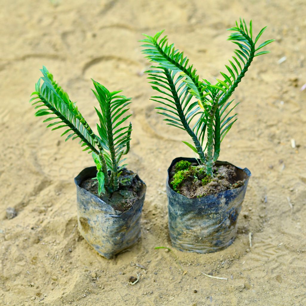 Set of 2 - Pedilianthus Tithymaloides in 3 Inch Nursery Bag