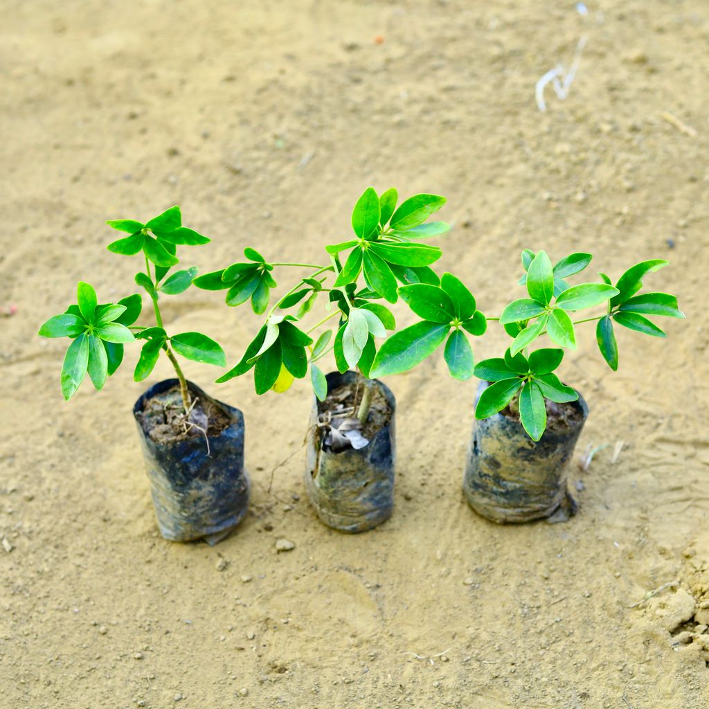 Set of 3 - Schefflera Green in 3 Inch Nursery Bag