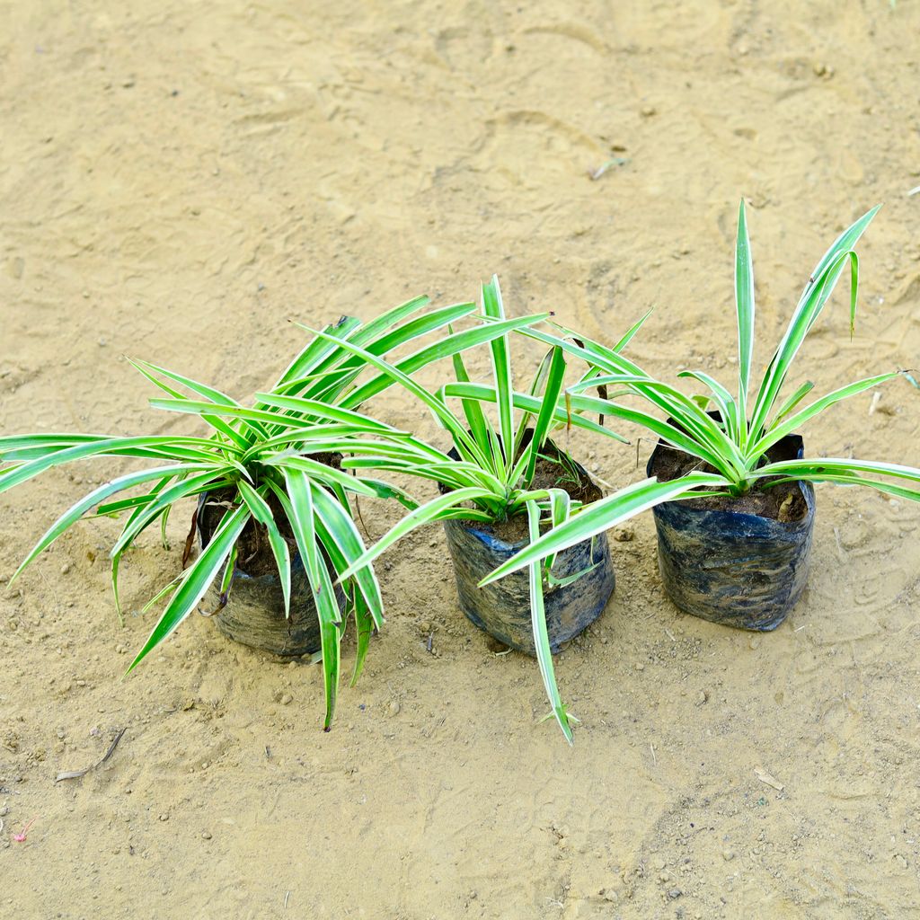 Set of 3 - Spider in 3 Inch Nursery Bag