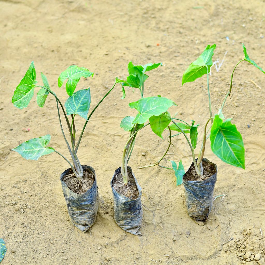 Set of 3 - Syngonium Green in 3 Inch Nursery Bag